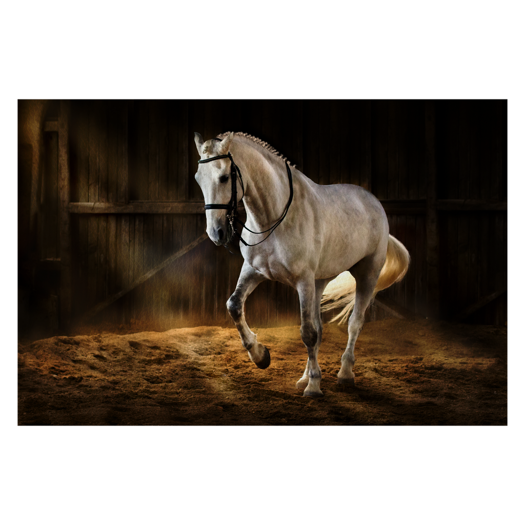 White horse make dressage piaff in dark manege with dust of sand