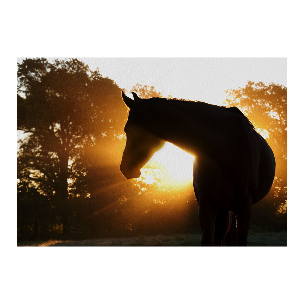 Beautiful Arabian horse silhouette against morning sun shining through haze and trees