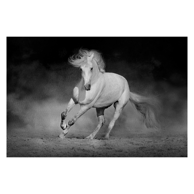 Horse in motion in desert against dramatic dark background. Black and white picture