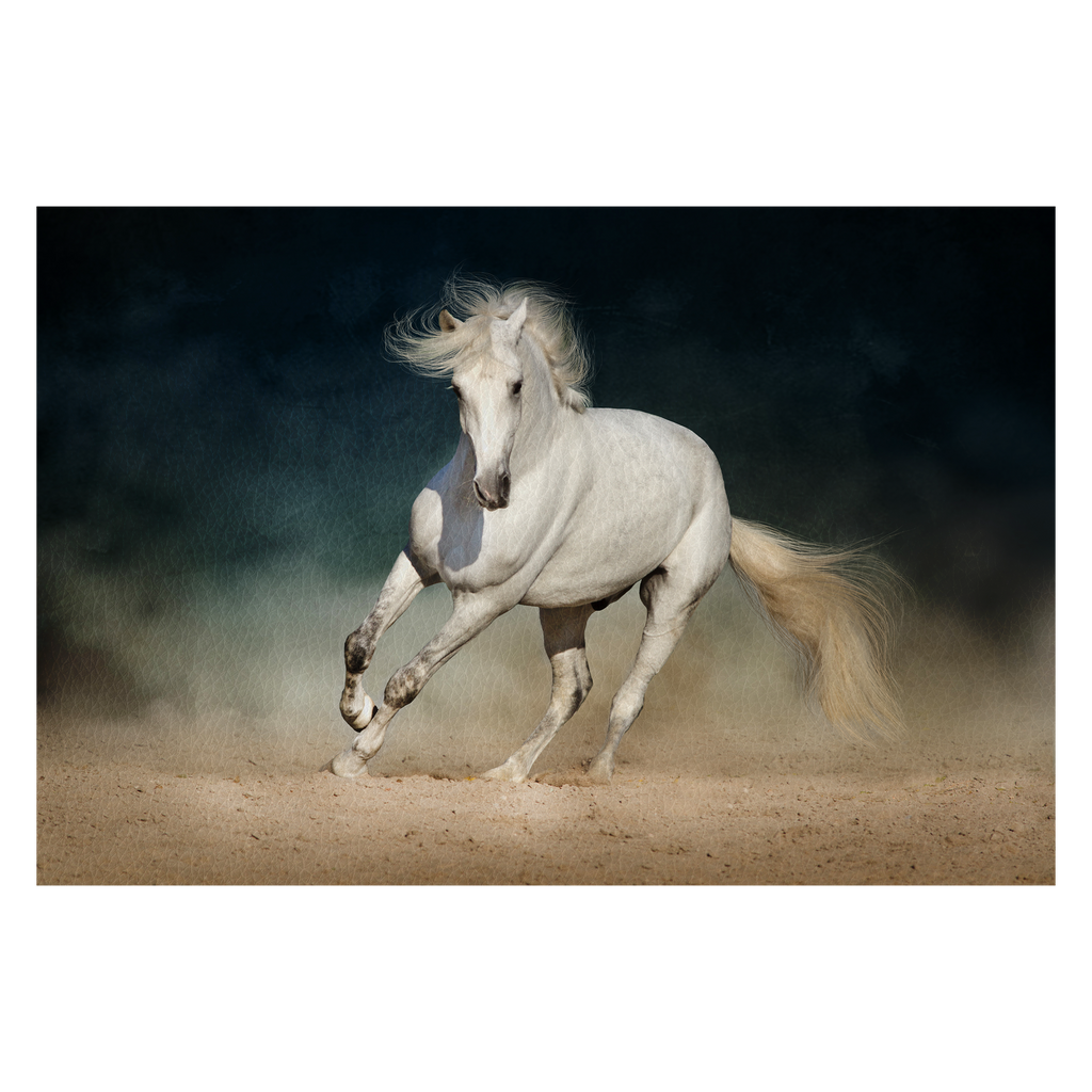 White horse run forward in dust on dark background