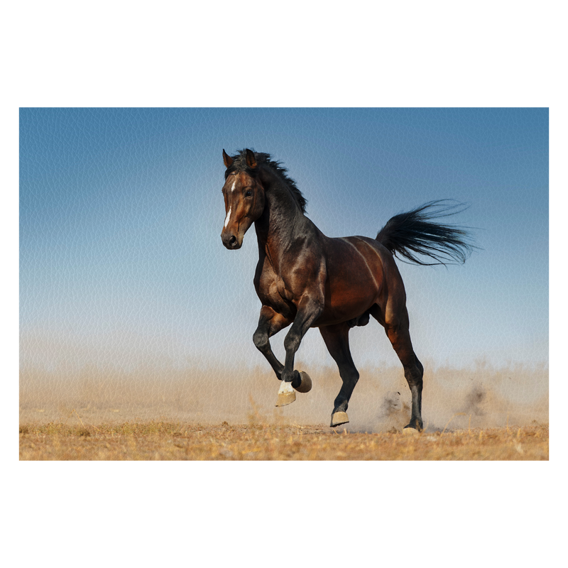 Bay horse run gallop in dust against blue sky