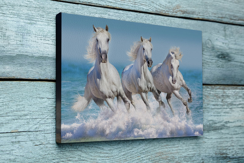 Three white horse run gallop in waves in the ocean