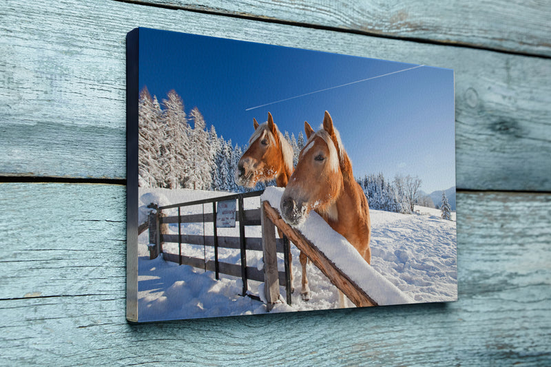 2 neugierige Haflinger