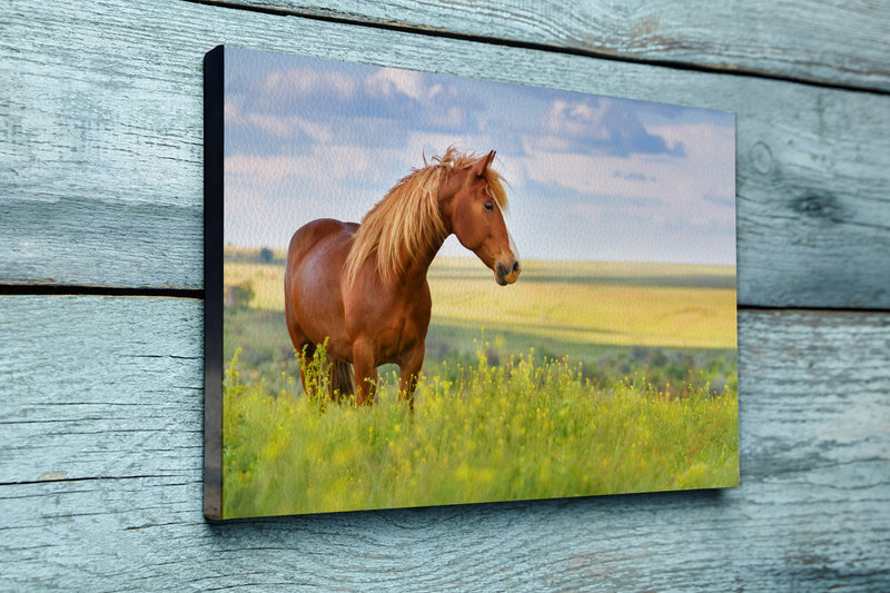 Red horse with long mane in flower field against sk