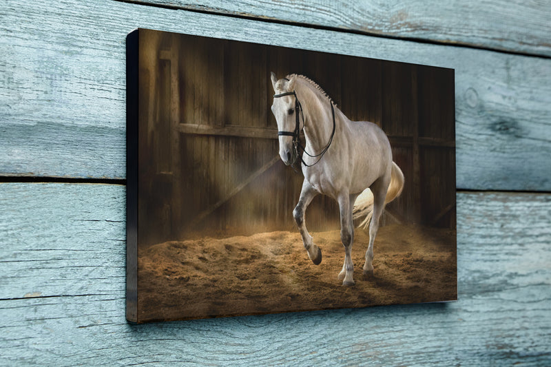 White horse make dressage piaff in dark manege with dust of sand