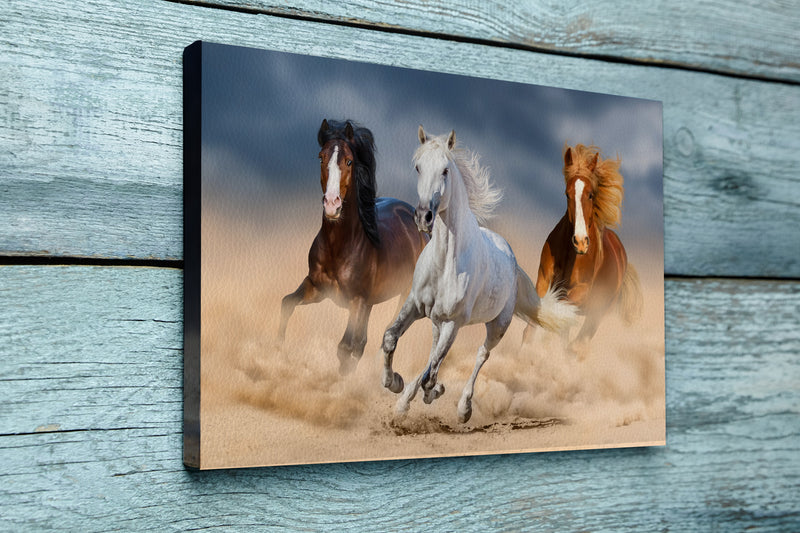 Three horse with long mane run gallop in desert