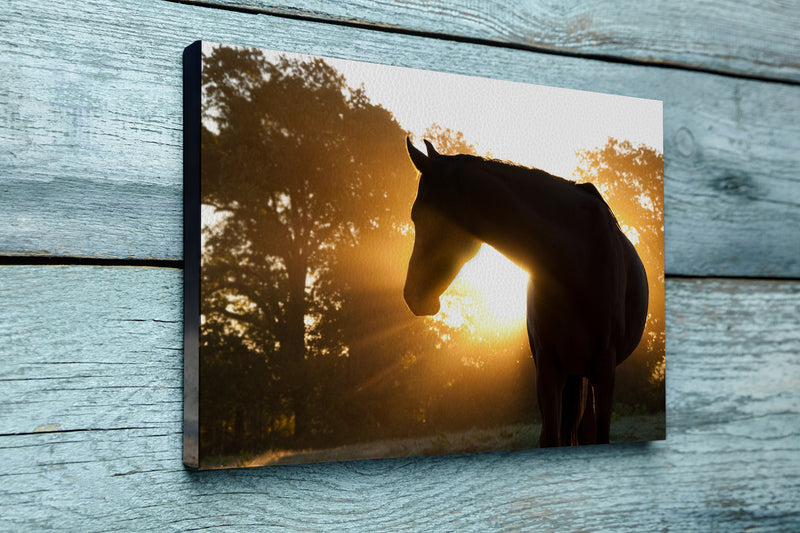 Beautiful Arabian horse silhouette against morning sun shining through haze and trees