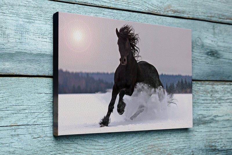 Frisian horse on snow