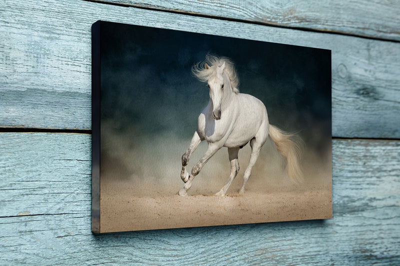 White horse run forward in dust on dark background