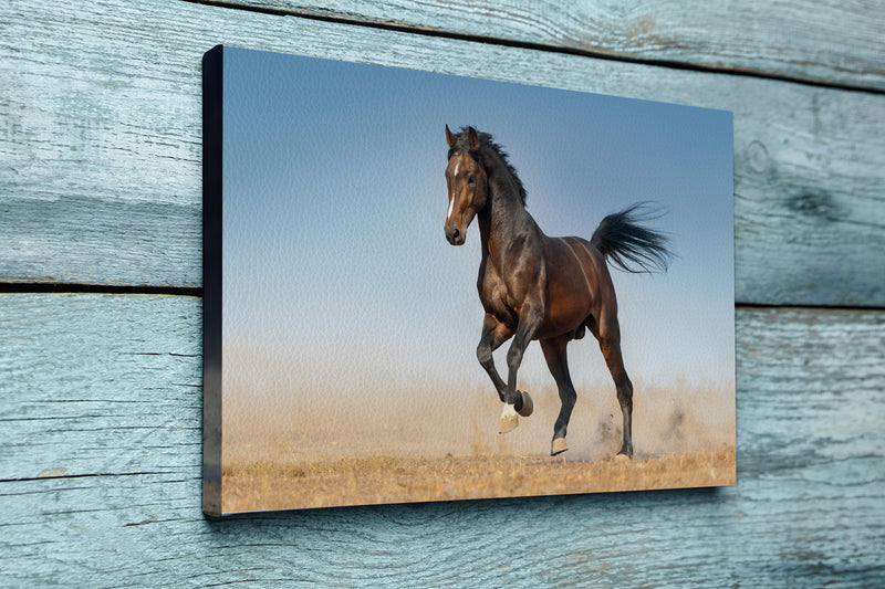 Bay horse run gallop in dust against blue sky