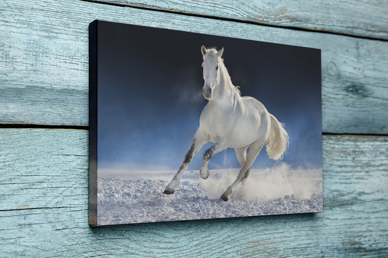 White horse run in snow field against dark background