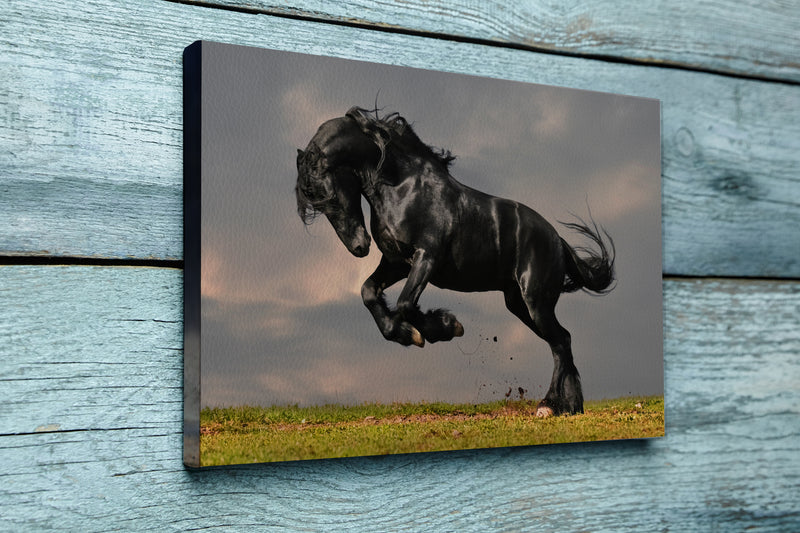 Black friesian stallion gallop in sunset