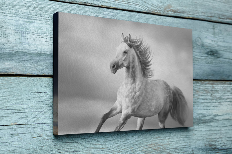 Arabian horse portrait with long mane in motion. Black and white