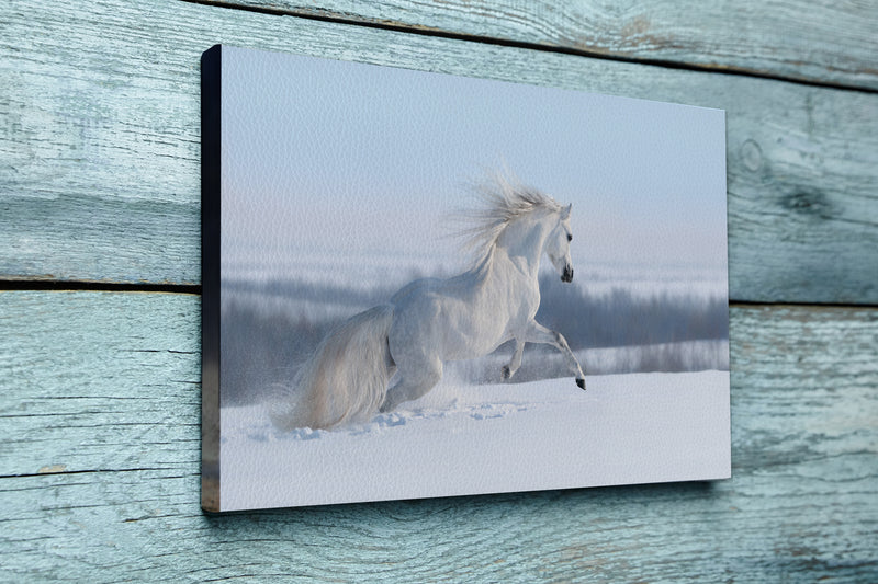 White horse with long mane galloping across winter meadow.