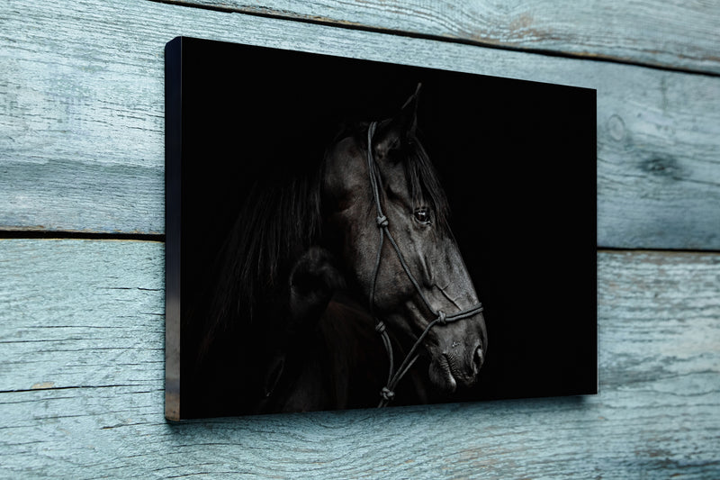 Portrait of a beautiful black stallion on a black background