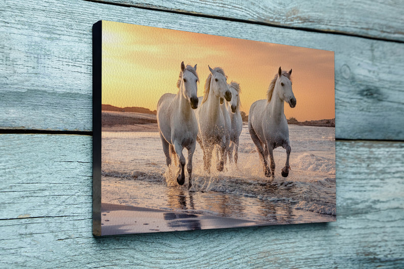 White horses in Camargue, France.