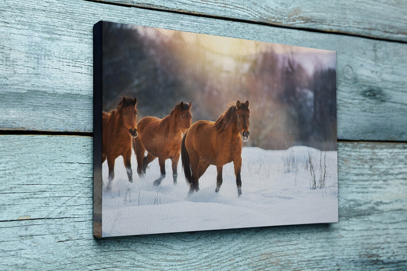 Bay horse herd in winter landscape at sunset