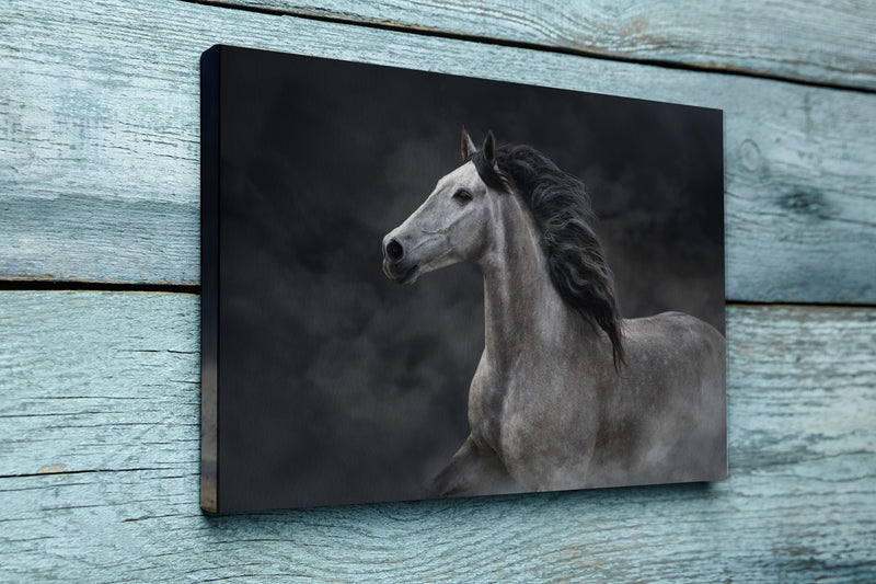 White horse portrait with long mane on dark background