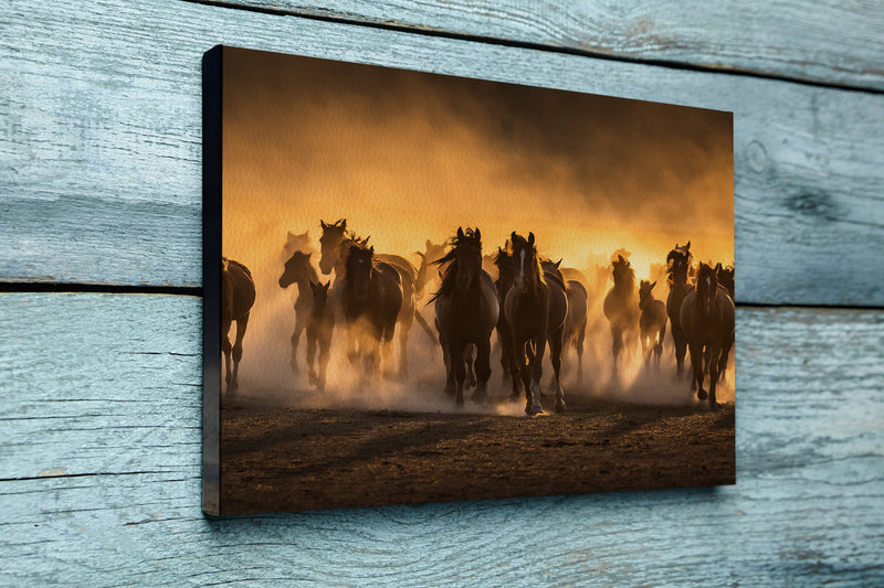 Free horses, left to nature at sunset. Cappadocia, Turkey