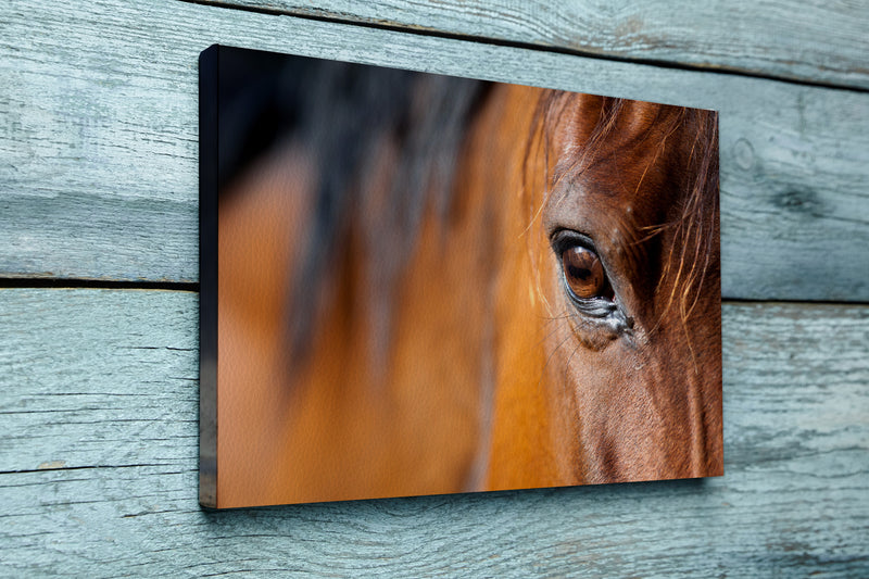 Eye of Arabian bay horse