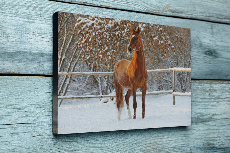 Beautiful sports horse walks in winter ranch