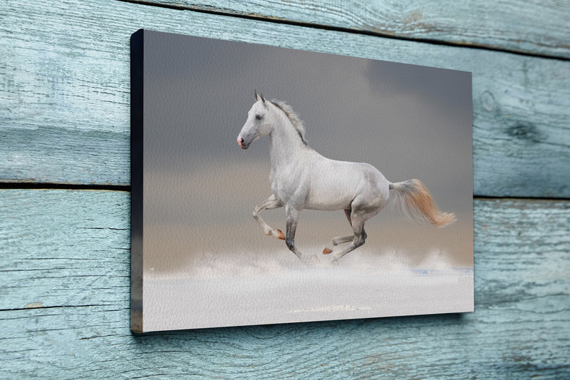 White horse in winter field