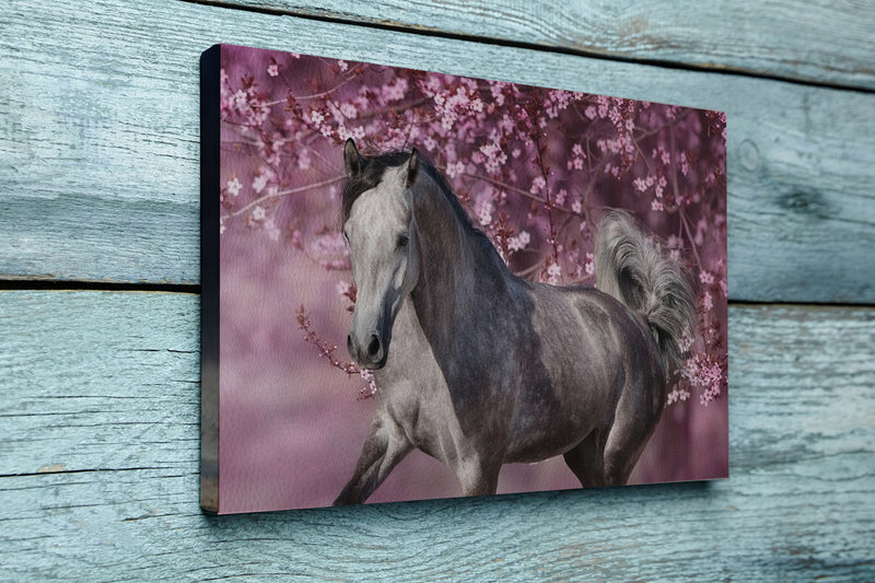 White arabian horse against pink blossom tree