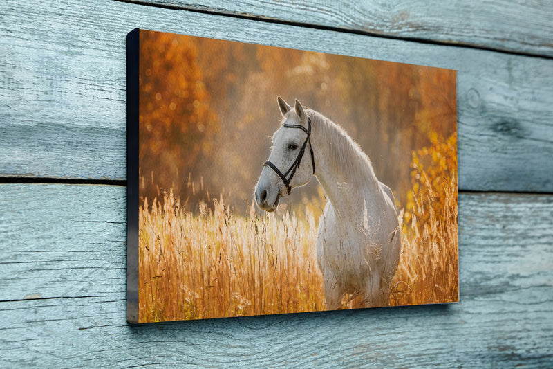 Portrait of beautiful white horse in autumn