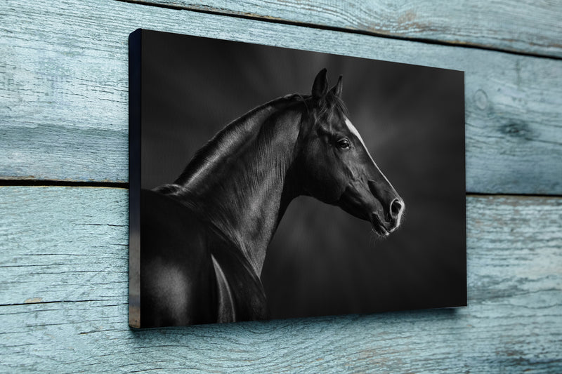 Black and white portrait of arabian stallion