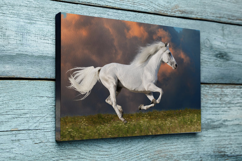 White horse runs on the dark sky background