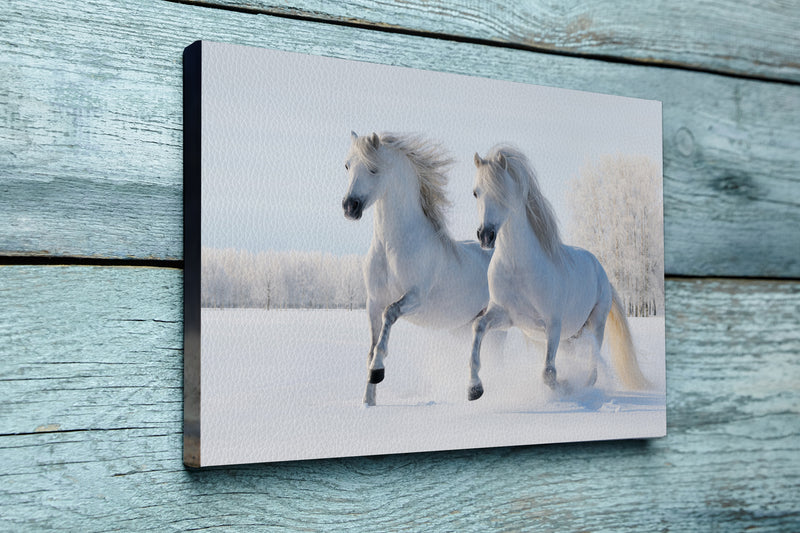 Two white horses gallop on snow field