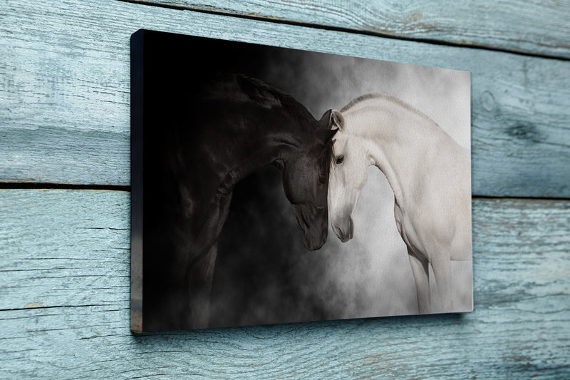 Black and white horse cople portrait