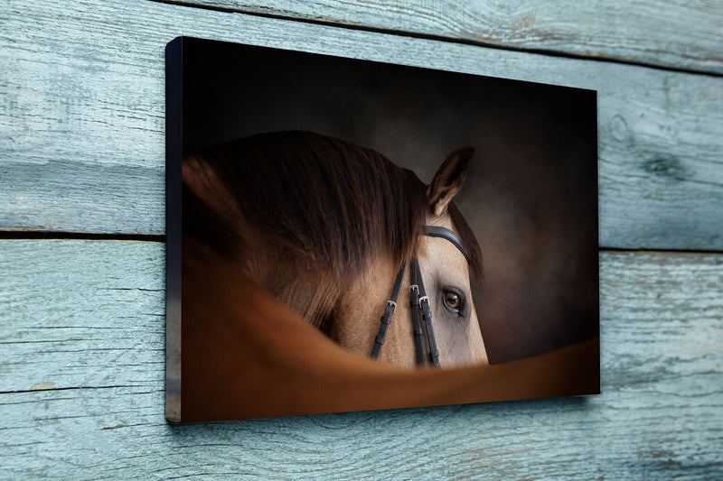 Portrait of a Buckskin horse looking over its back