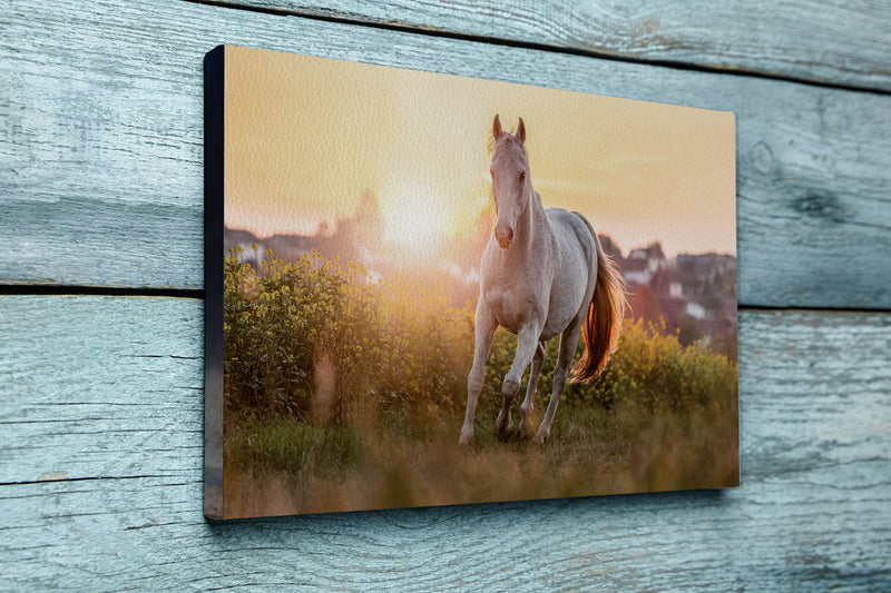 Portrait of a white arabian horse posing on a field in front of a rural landscape during sundown