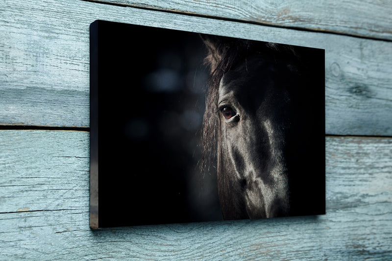 Horse eye in dark