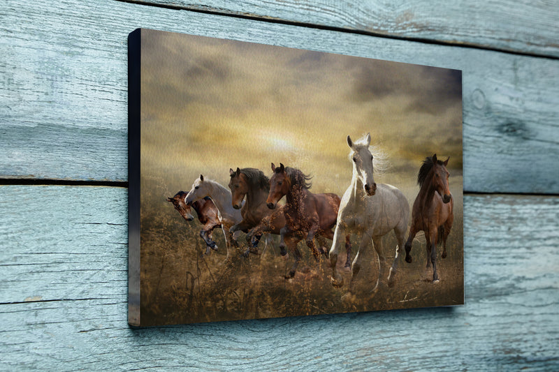 Herd of horses galloping free at sunset