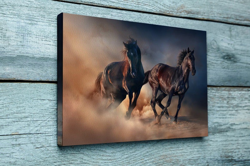 Two black stallion run at sunset in desert dust