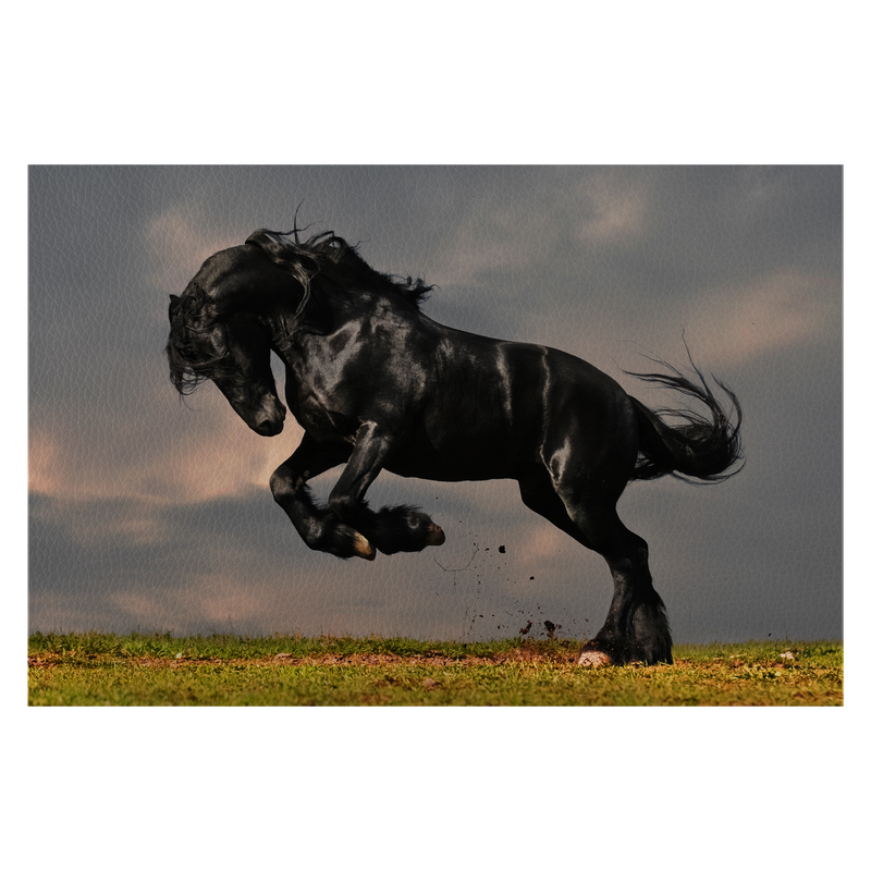 Black friesian stallion gallop in sunset