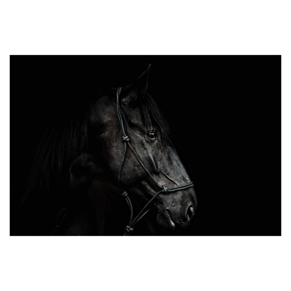 Portrait of a beautiful black stallion on a black background