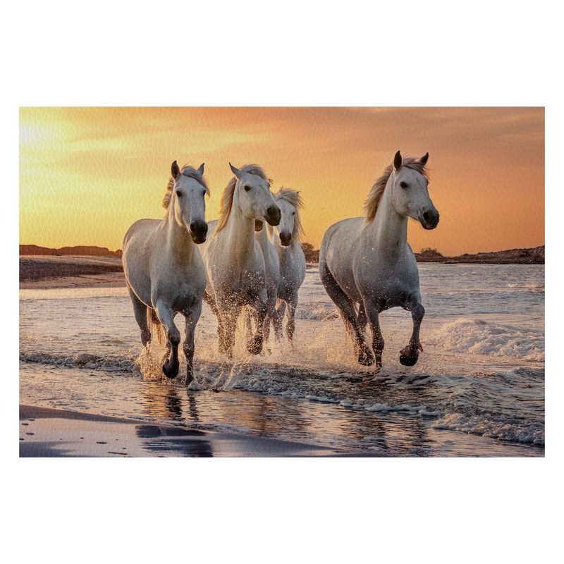 White horses in Camargue, France.