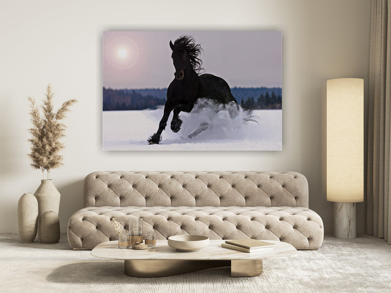 Frisian horse on snow