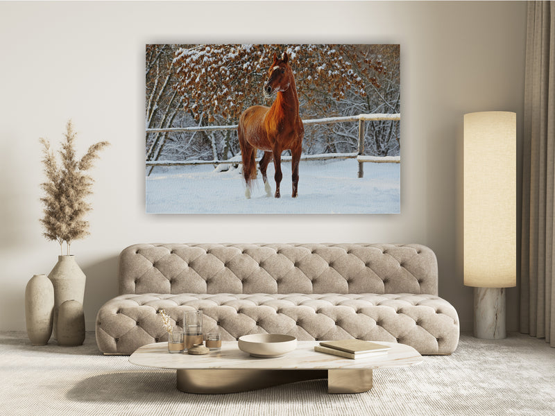 Beautiful sports horse walks in winter ranch