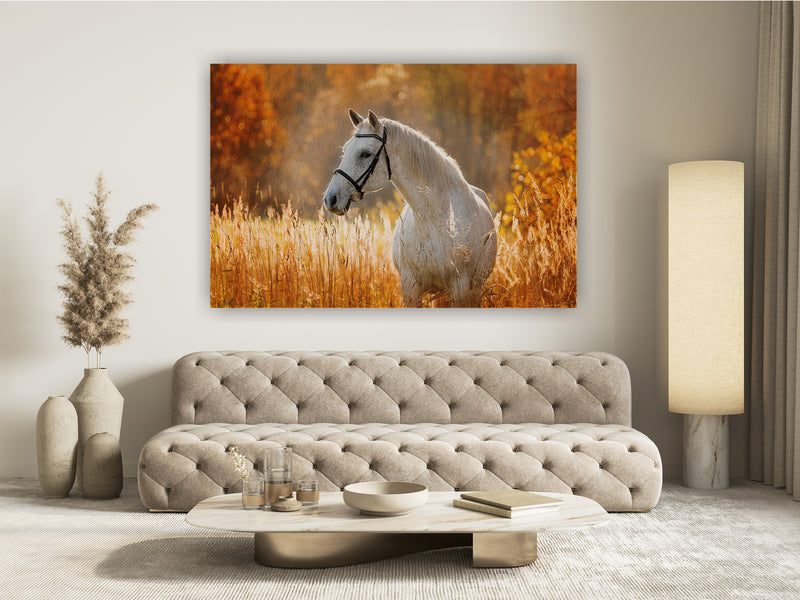 Portrait of beautiful white horse in autumn