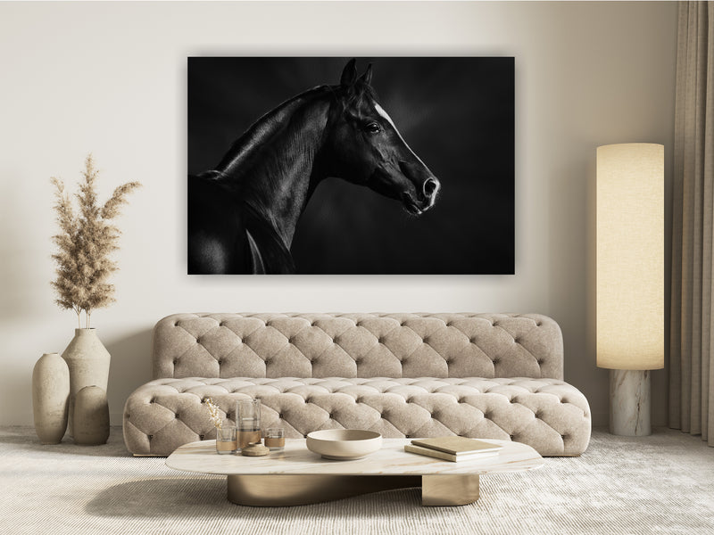 Black and white portrait of arabian stallion