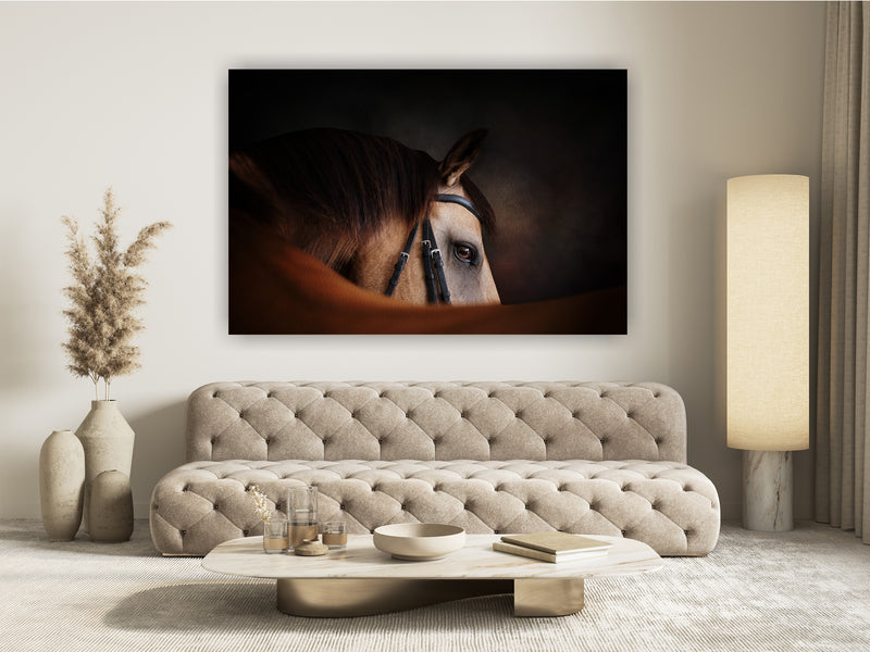 Portrait of a Buckskin horse looking over its back