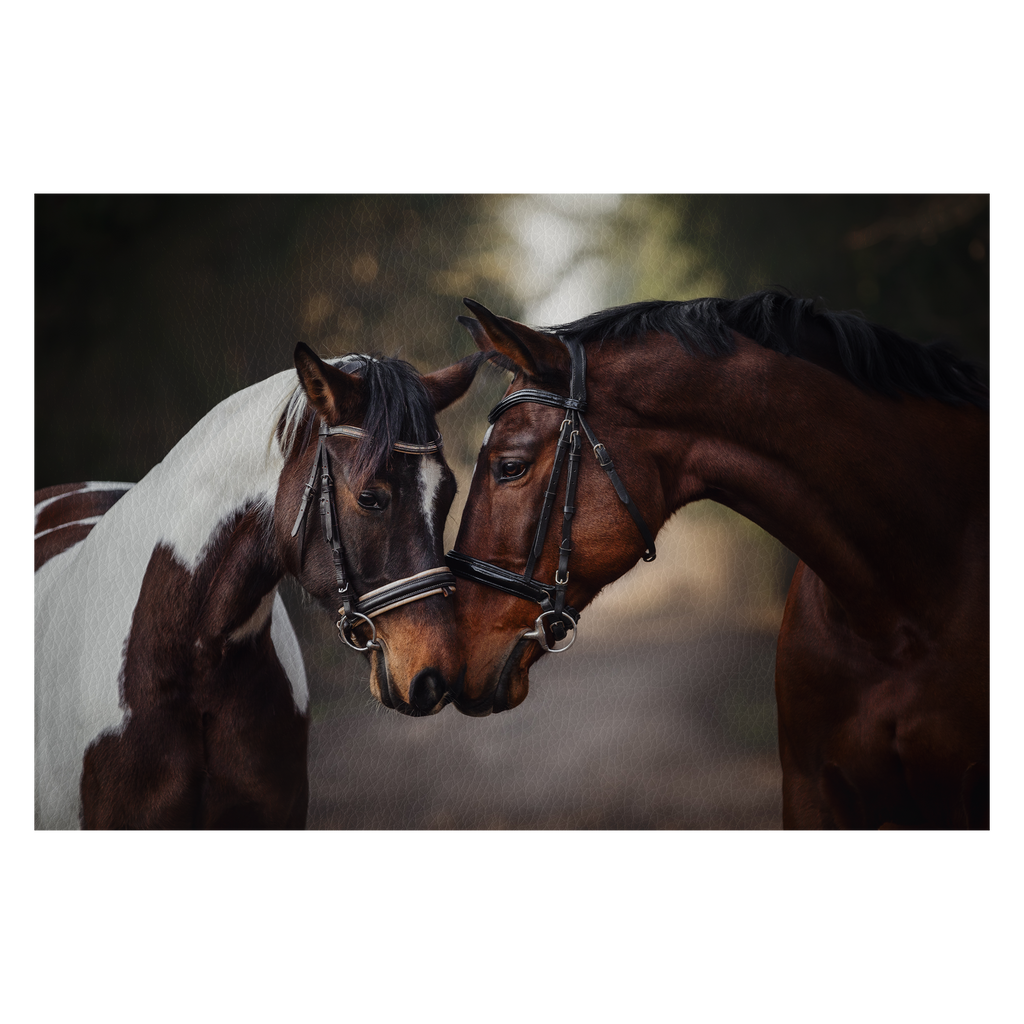 Portrait of stallion and mare horses in love nose to nose