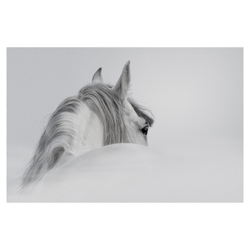 Andalusian horse in a mist