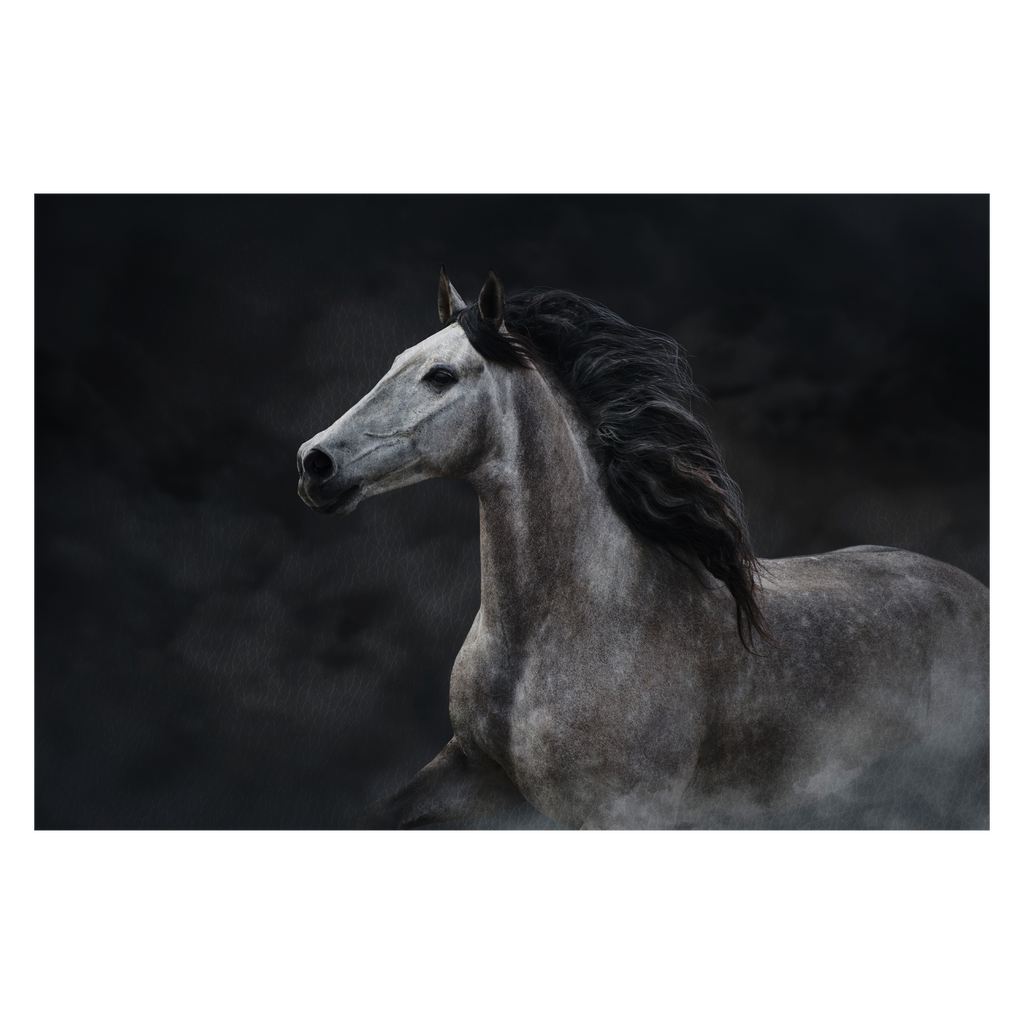 White horse portrait with long mane on dark background