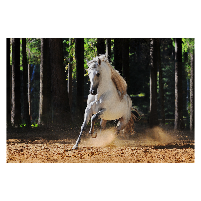 White horse runs gallop in sand