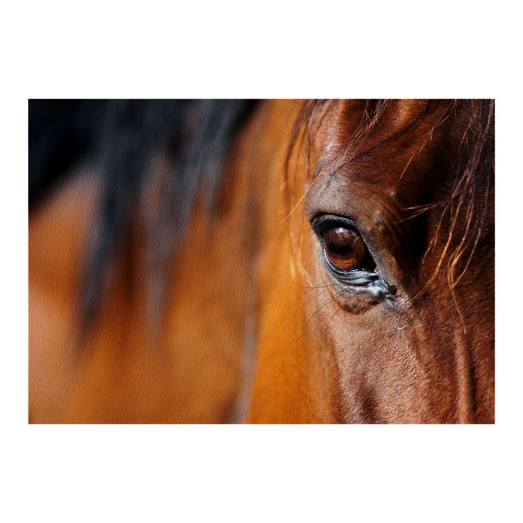 Eye of Arabian bay horse